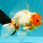 A Grade Diamond Scale Sakura Oranda Male 6.5 inches #072426OR_19
