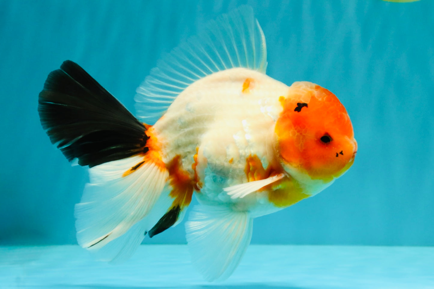 A Grade Diamond Scale Sakura Oranda Male 6.5 inches #072426OR_19