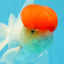 Oranda à bonnet rouge mâle 4,5 pouces #0927OR_22