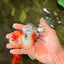 UNIQUE Calico Oranda Male 5 inches #091826OR_07