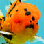 CHUNKY AAA Grade Tiger Oranda Male 6.5 inches #071726OR_27