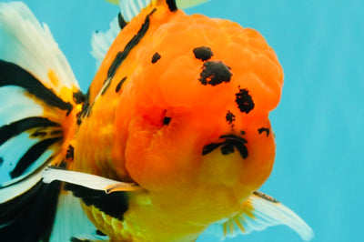CHUNKY AAA Grade Tiger Oranda Male 6.5 inches #071726OR_27