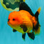 CHARLIE A Grade Apache Oranda Female 6-6.5 inches #080726OR_06