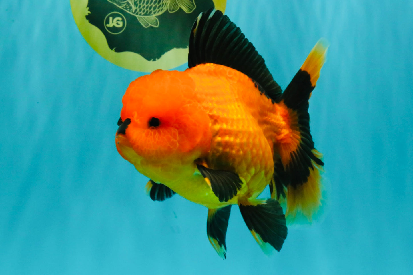 CHARLIE A Grade Apache Oranda Female 6-6.5 inches #080726OR_06
