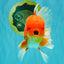 A Grade Red White Oranda Male 5.5 inches #080726OR_12