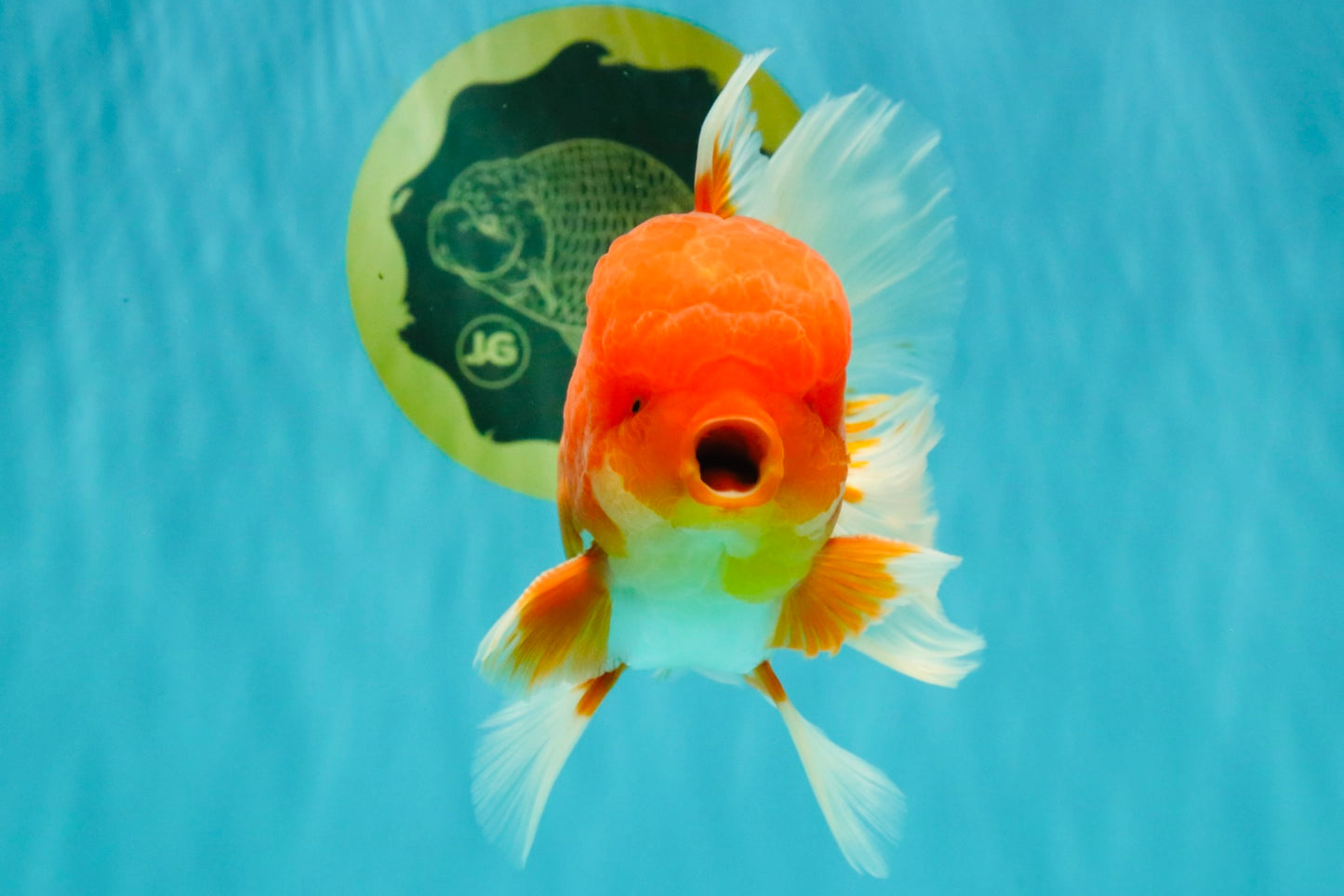 A Grade Red White Oranda Male 5.5 inches #080726OR_12