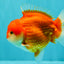 CHUBBY AAA Grade Red White Yuanbao Male 5.5 inches #090426YB_08