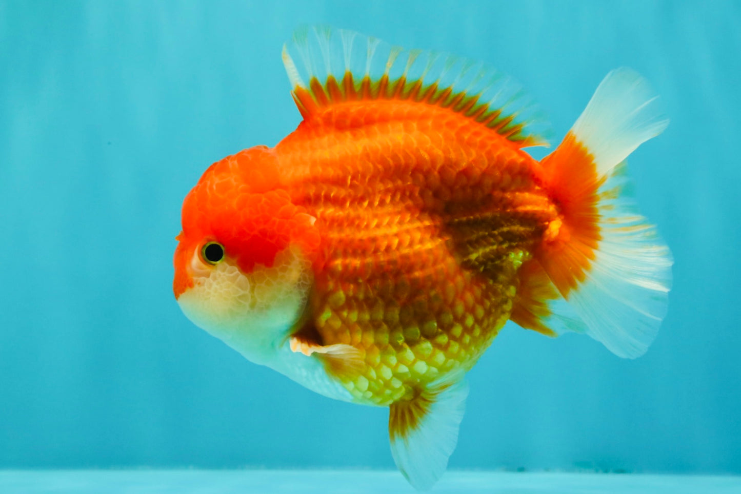 CHUBBY AAA Grade Red White Yuanbao Male 5.5 inches #090426YB_08