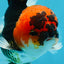 A Grade SPECIAL Tricolor Oranda Male 5  inches #051625OR_27