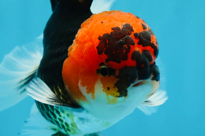 A Grade SPECIAL Tricolor Oranda Male 5  inches #051625OR_27