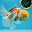 AAA Grade SUNNY Red White Oranda Male 6 inches #082925OR_12
