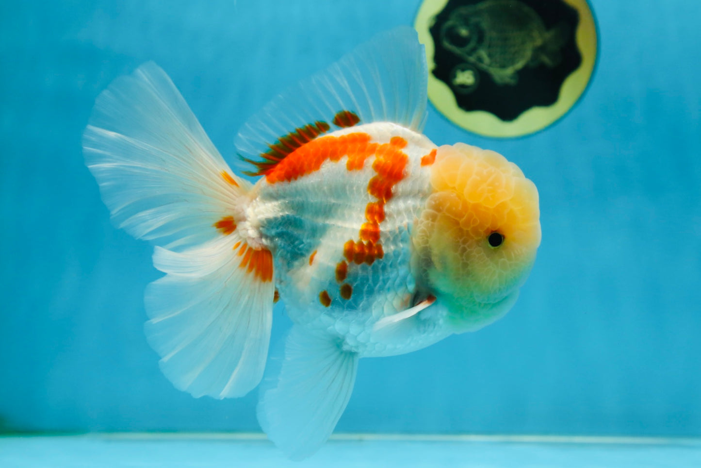 AAA Grade SUNNY Red White Oranda Male 6 inches #082925OR_12