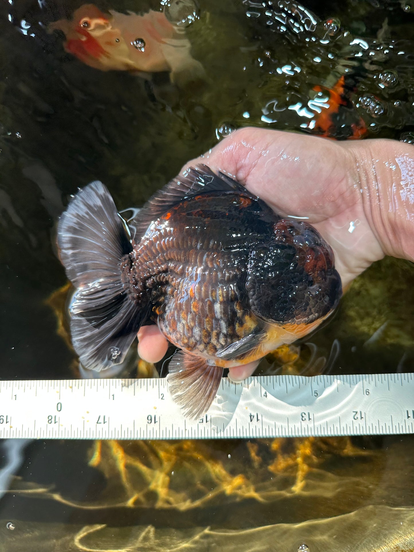 AAA Grade Godzilla Kirin Yuanbao Male 5.5 inches #082225YB_04