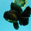 AAA Grade Godzilla Black Copper Oranda Male 7 inches #032026OR_01
