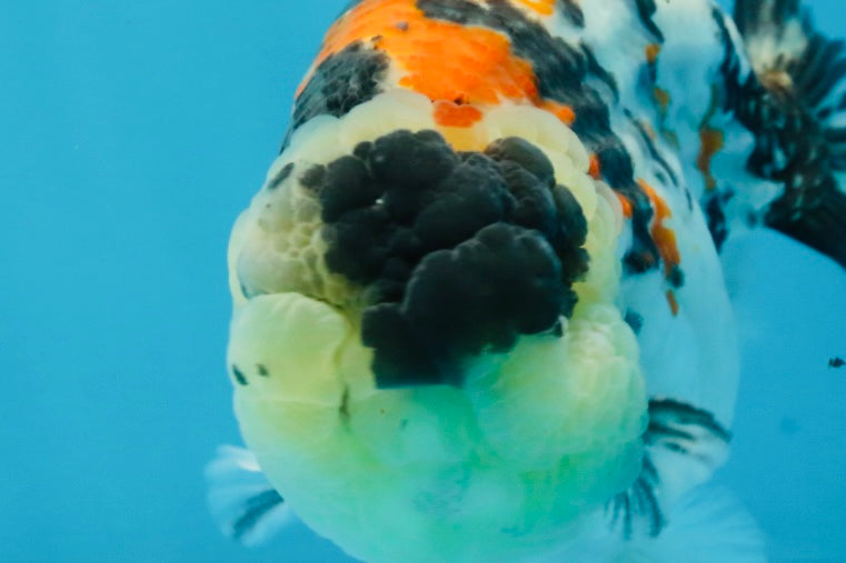 A Grade Special Tricolor LionKing 4.5-5 inches #100325LC_07