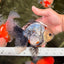 A Grade Marble Oranda Male 6.5-7 inches #072426OR_09