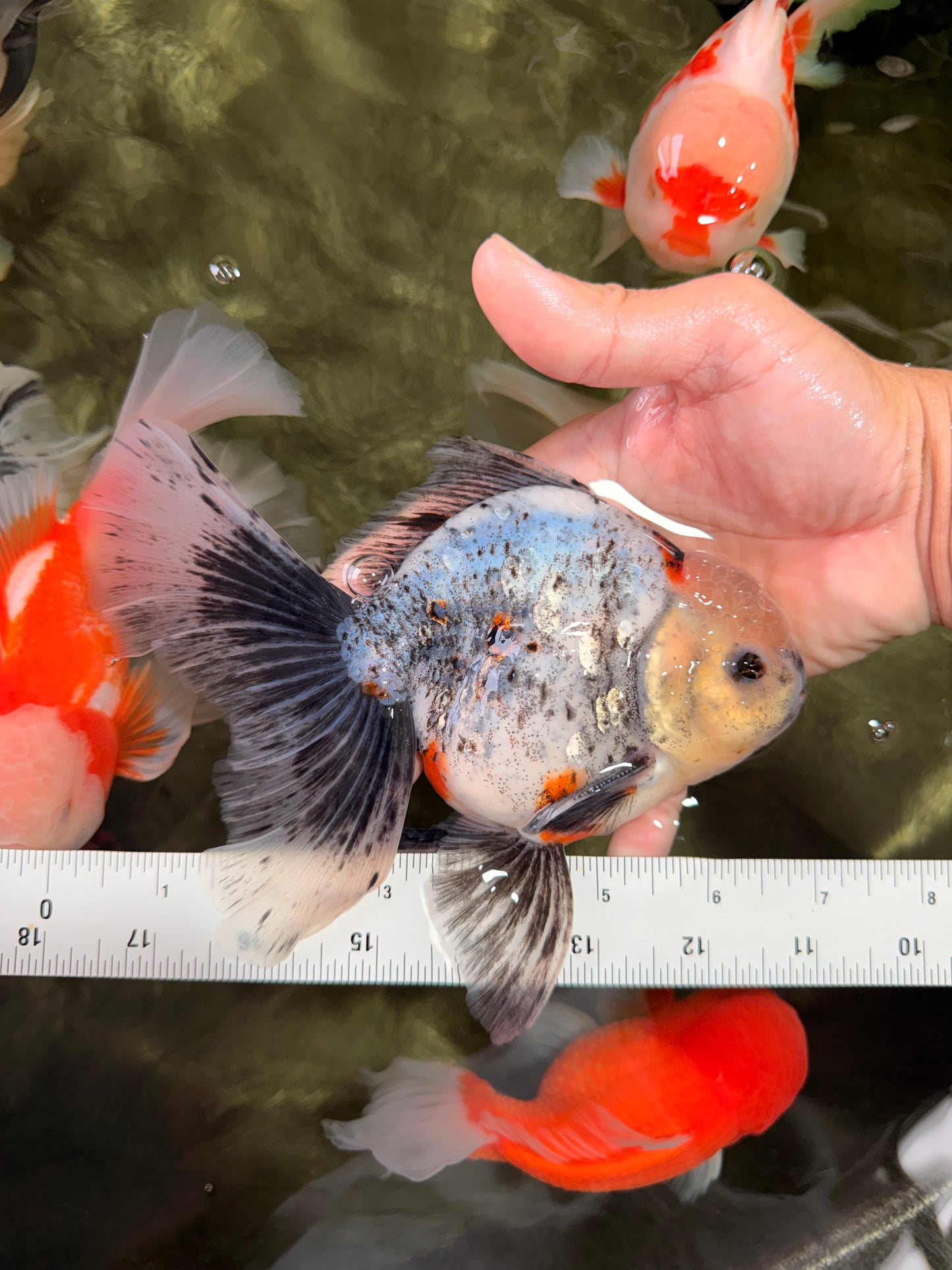 A Grade Marble Oranda Male 6.5-7 inches #072426OR_09