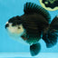 A Grade Pompom Panda Oranda Female 6 inches #101725OR_31