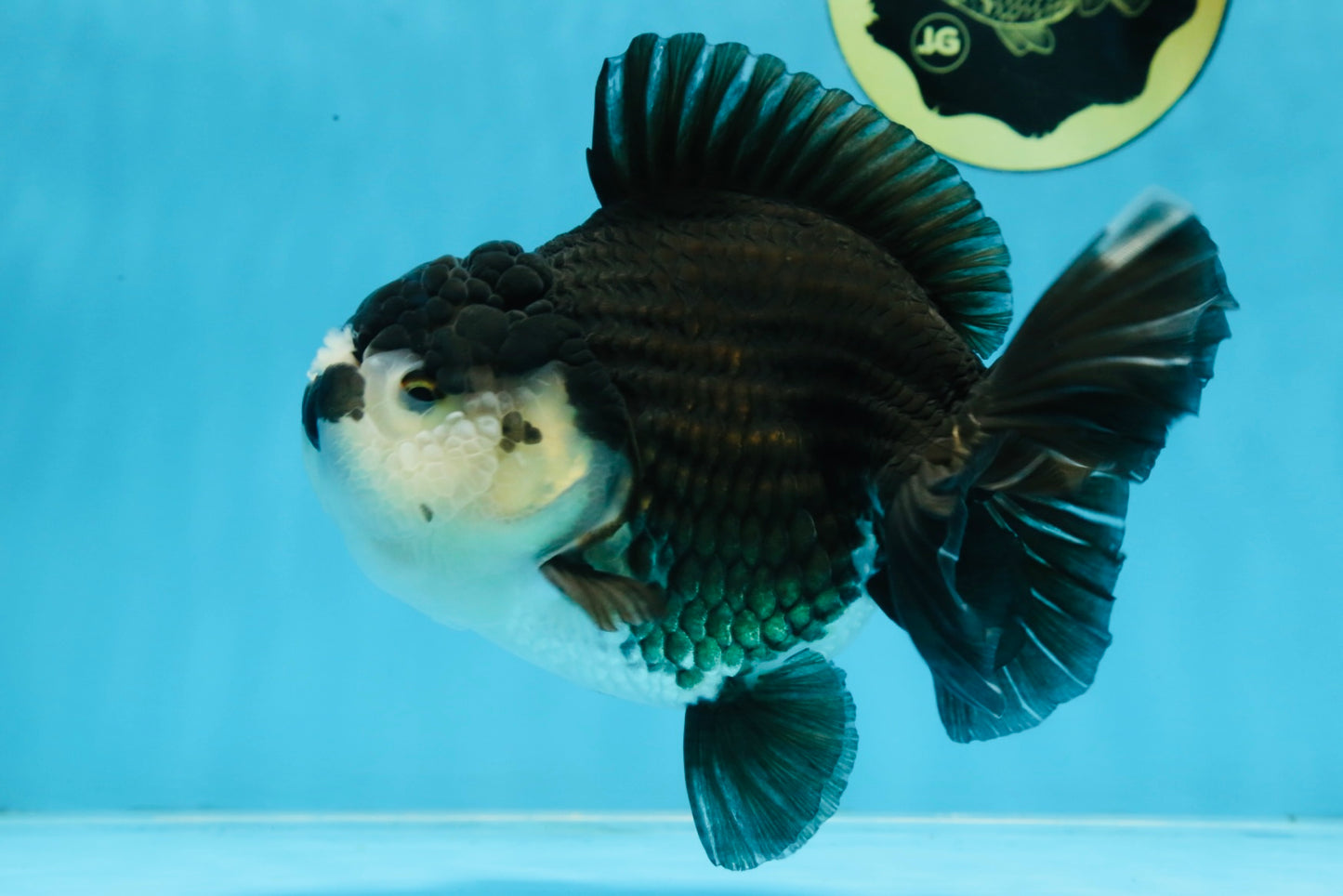 A Grade Pompom Panda Oranda Female 6 inches #101725OR_31