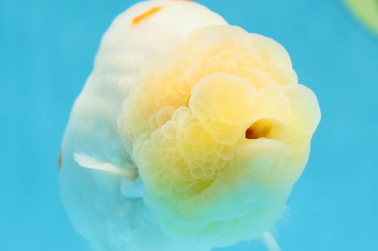 A Grade Red White Sakura Lionking 4.5 inches #080125LC_15