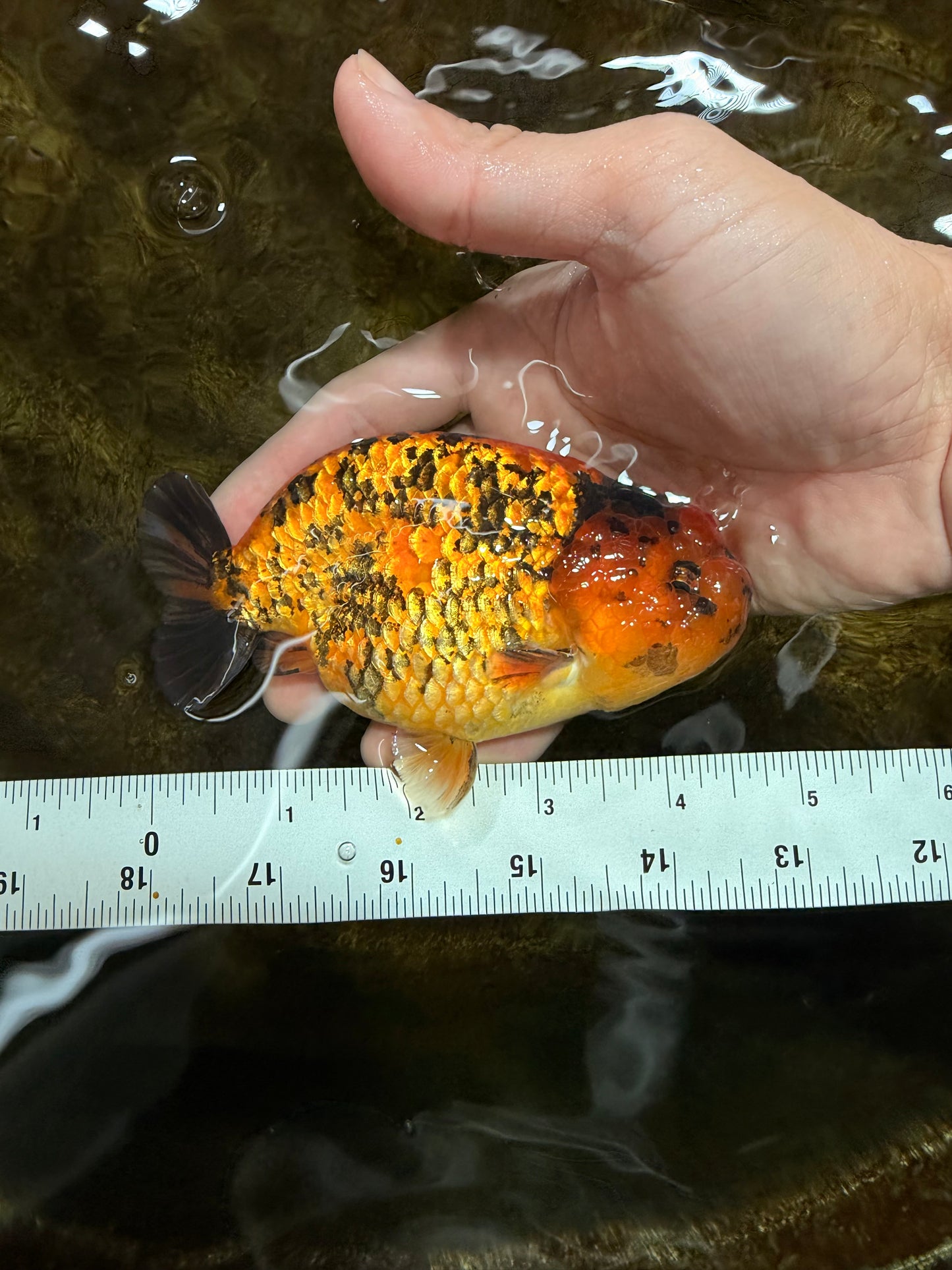 CHUBBY A Grade Tiger LionKing 4.5 inches #112825LC_12