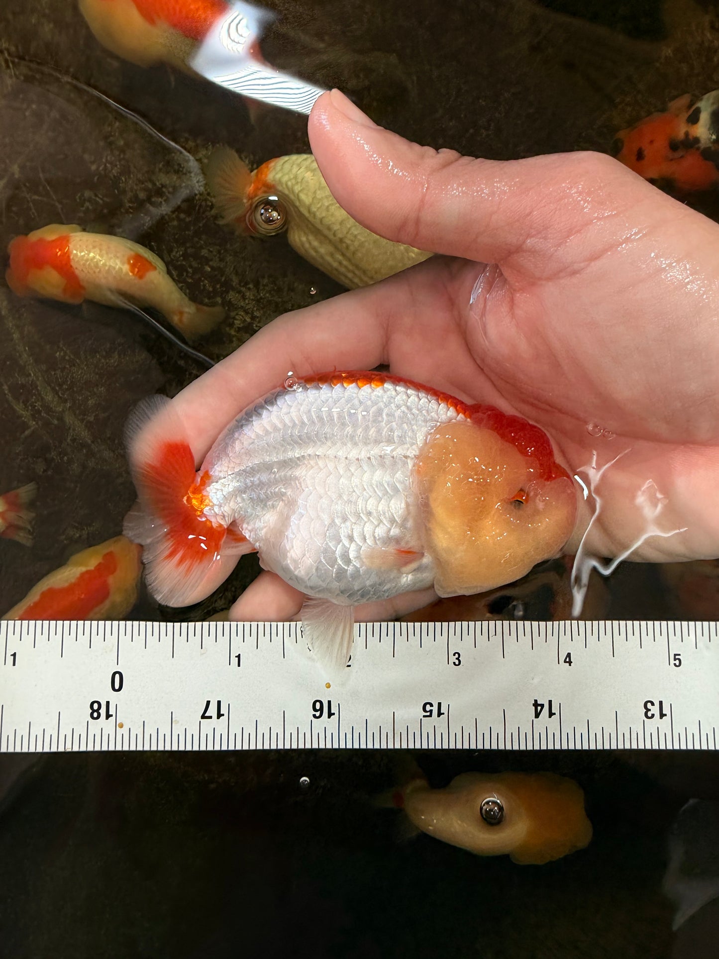 AAA Grade Young Red White LionQueen 4 inches #101025LC_01