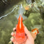 A Grade Jade Head Sakura Oranda Male 6-6.5 inches #082826OR_01