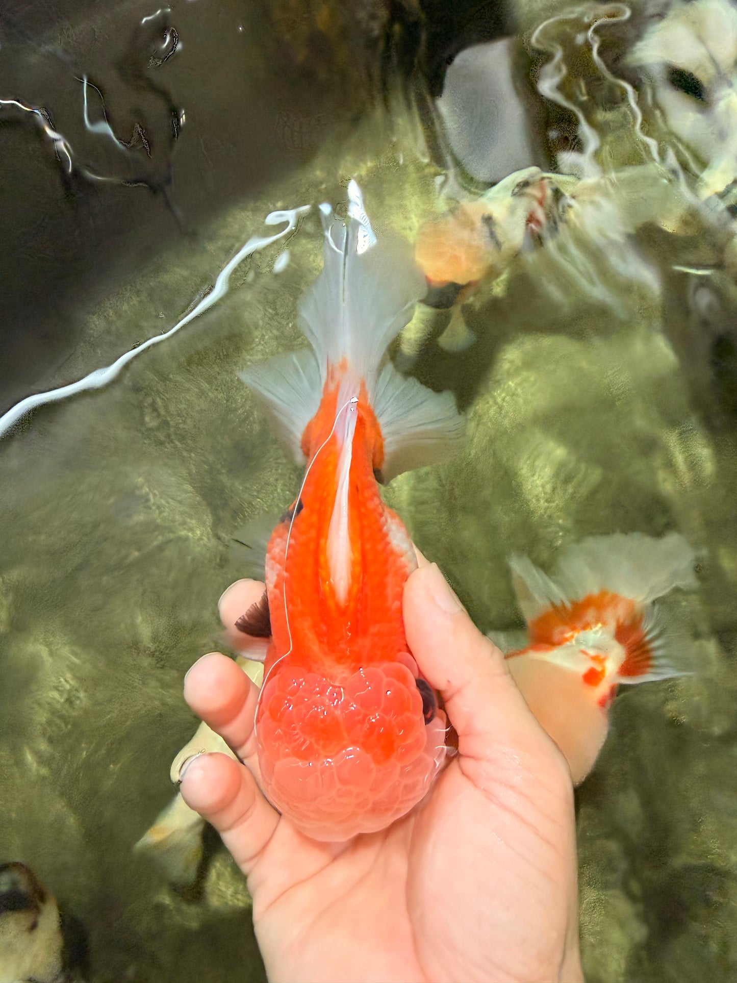 A Grade Jade Head Sakura Oranda Male 6-6.5 inches #082826OR_01
