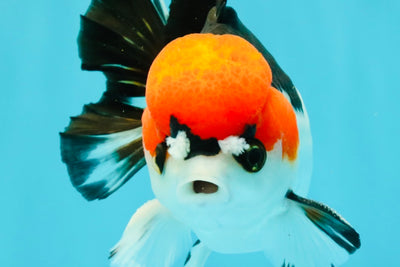 SUPER CUTE A Grade Tricolor Yuanbao Male 5.5 inches #051526YB_09