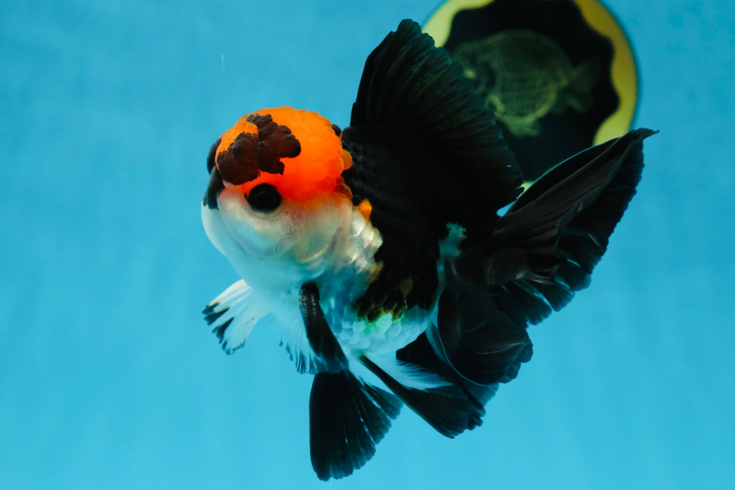 Tricolor Oranda Male 4.5-5 inches #053025OR_23