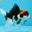 A Grade Color Pop Tricolor Oranda Male 4.5 inches #020725OR_25