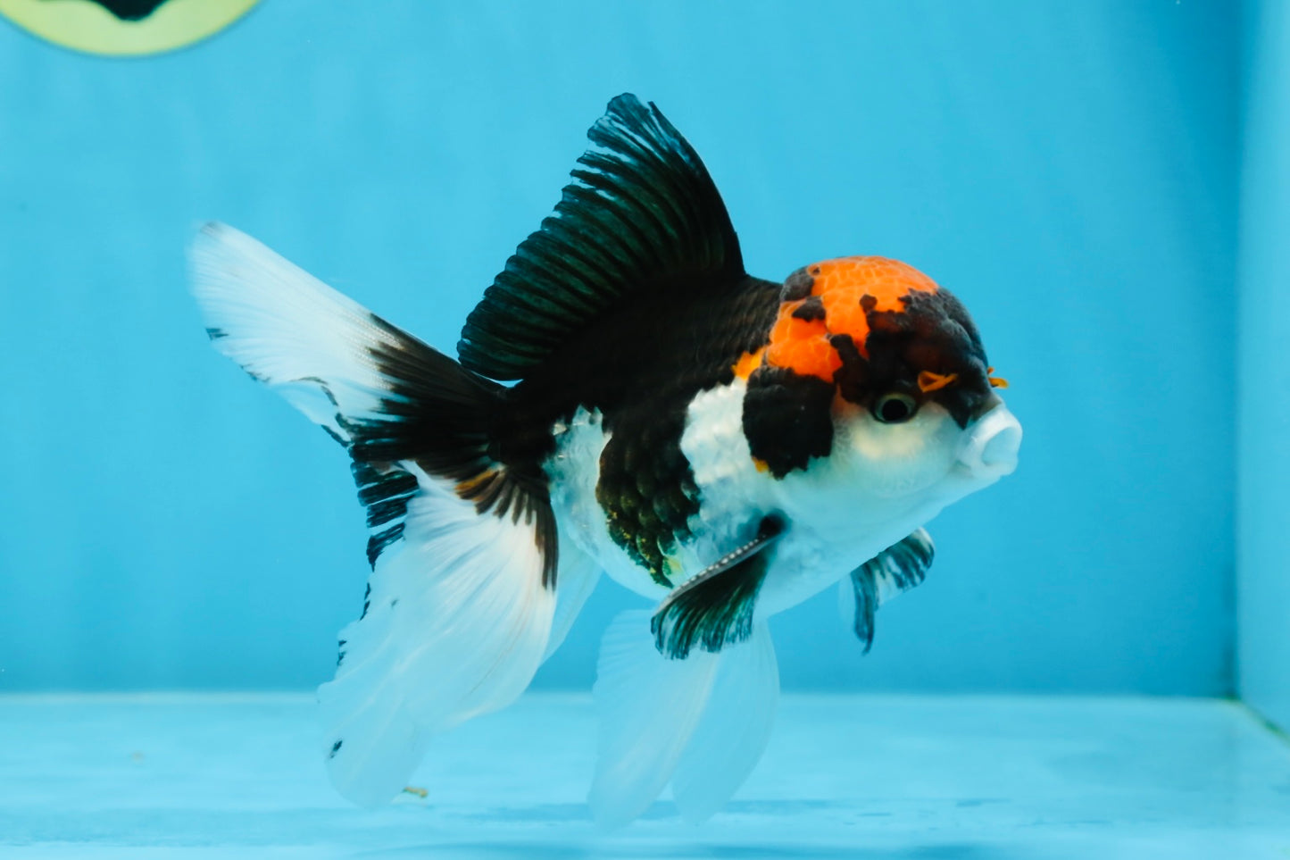 A Grade Color Pop Tricolor Oranda Male 4.5 inches #020725OR_25