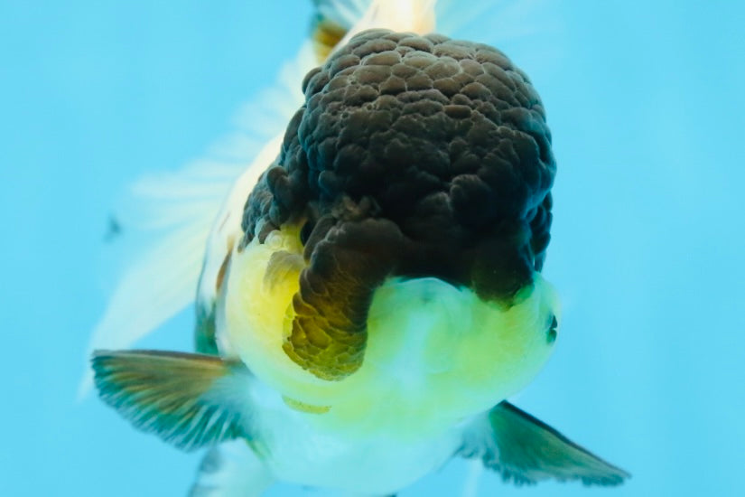 Panda Oranda Female 5 inches #080825OR_08