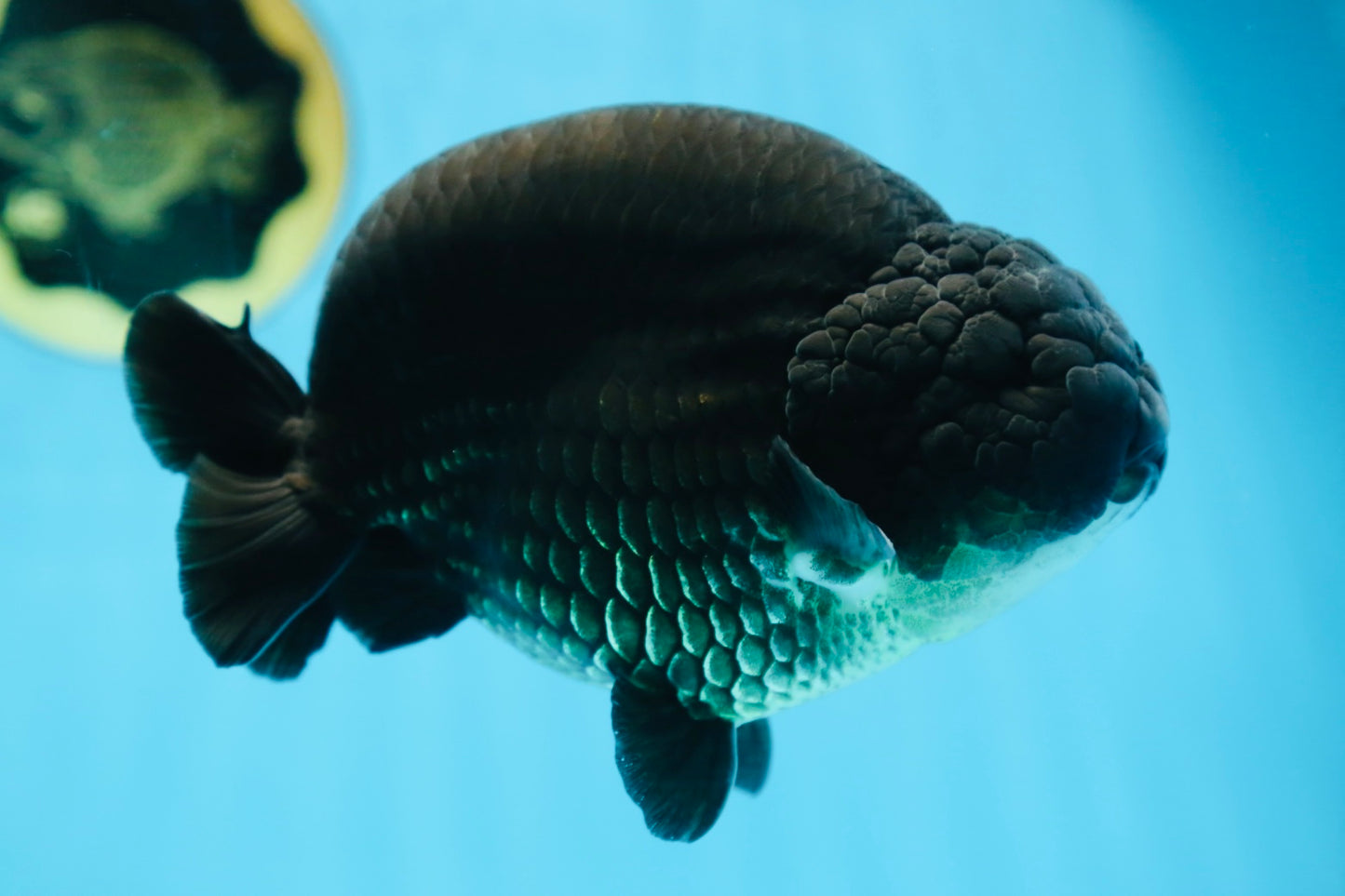 AAA Grade SPECIAL Kingkong Black Ranchu Male 5.5-6 inches #091225RC_03