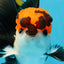 Tricolor Oranda Male 4.5-5 inches #053025OR_23