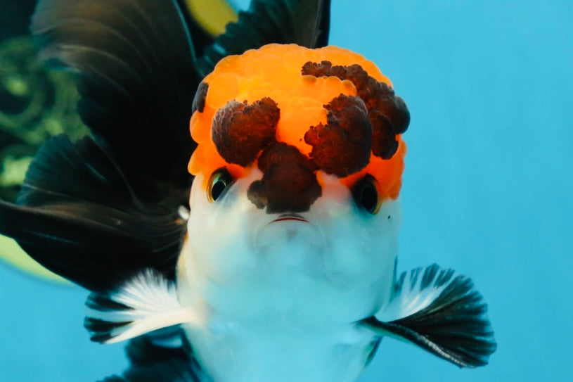 Tricolor Oranda Male 4.5-5 inches #053025OR_23