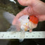 A Grade Tricolor Oranda Male 5.5 inches #062725OR_18