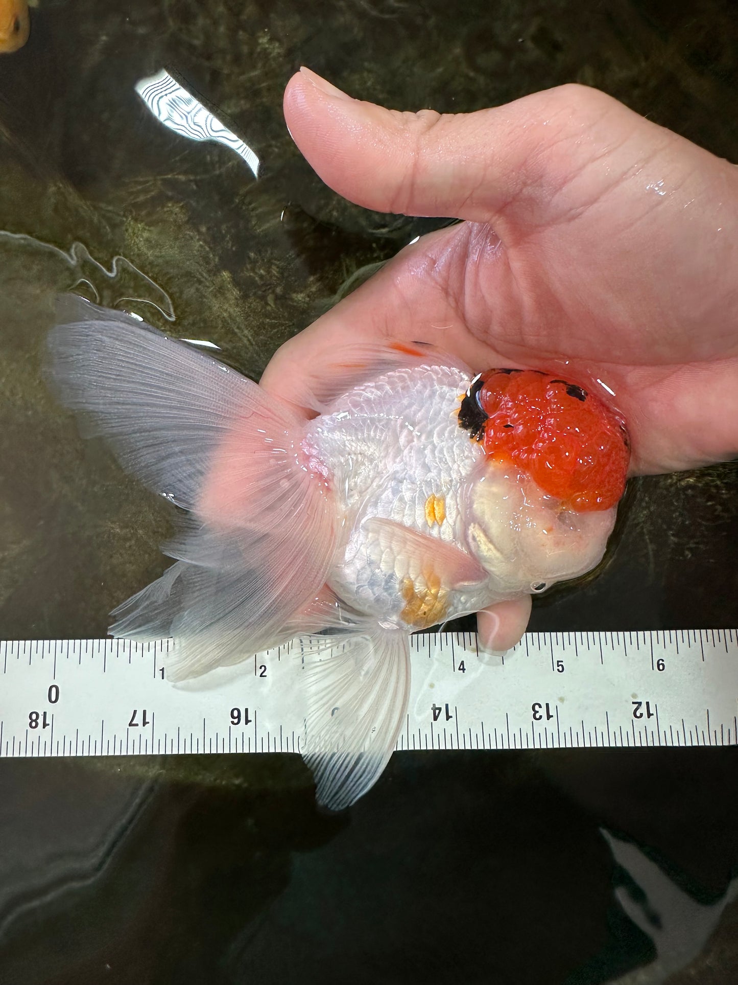 A Grade Tricolor Oranda Male 5.5 inches #062725OR_18