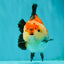 SUPER CUTE AAA Grade Tricolor Yuanbao Male 5 inches #071026YB_17