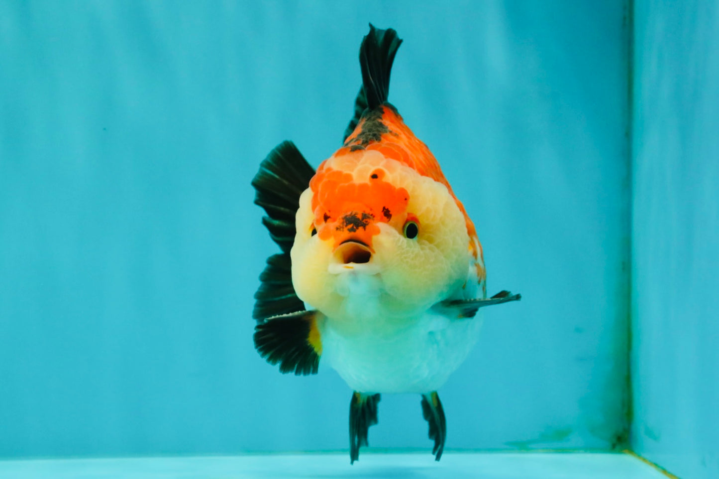 SUPER CUTE AAA Grade Tricolor Yuanbao Male 5 inches #071026YB_17