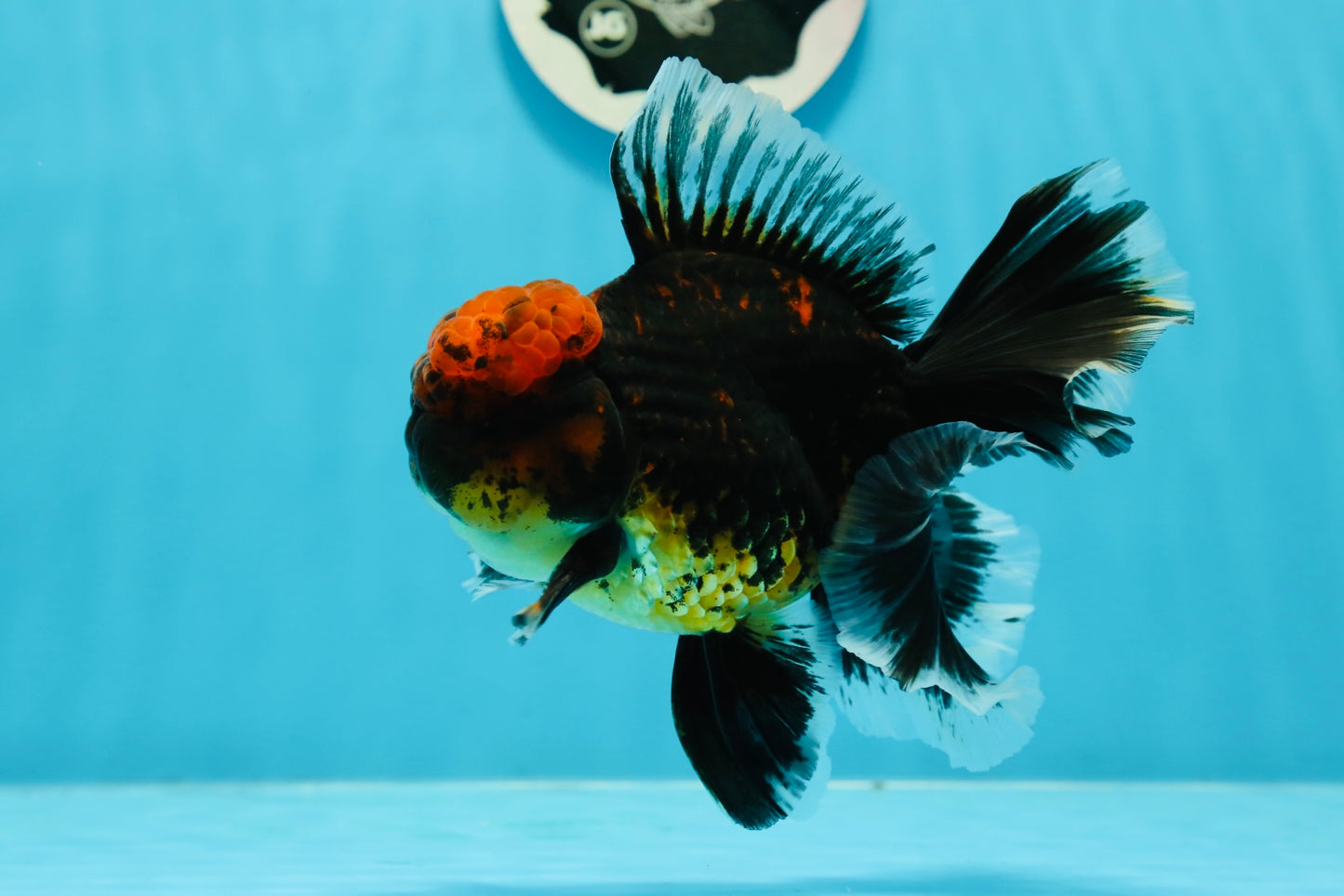 AAA Grade Apache Monster Tiger Rose Tail Oranda Male 5 inches #1201OR_11