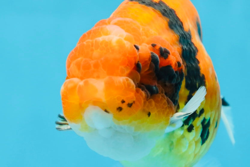 AAA Grade Tiger LionKing 4.5 inches #060625LC_04