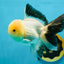 A Grade Lemonhead Oranda Male 5 inches #120624OR_08