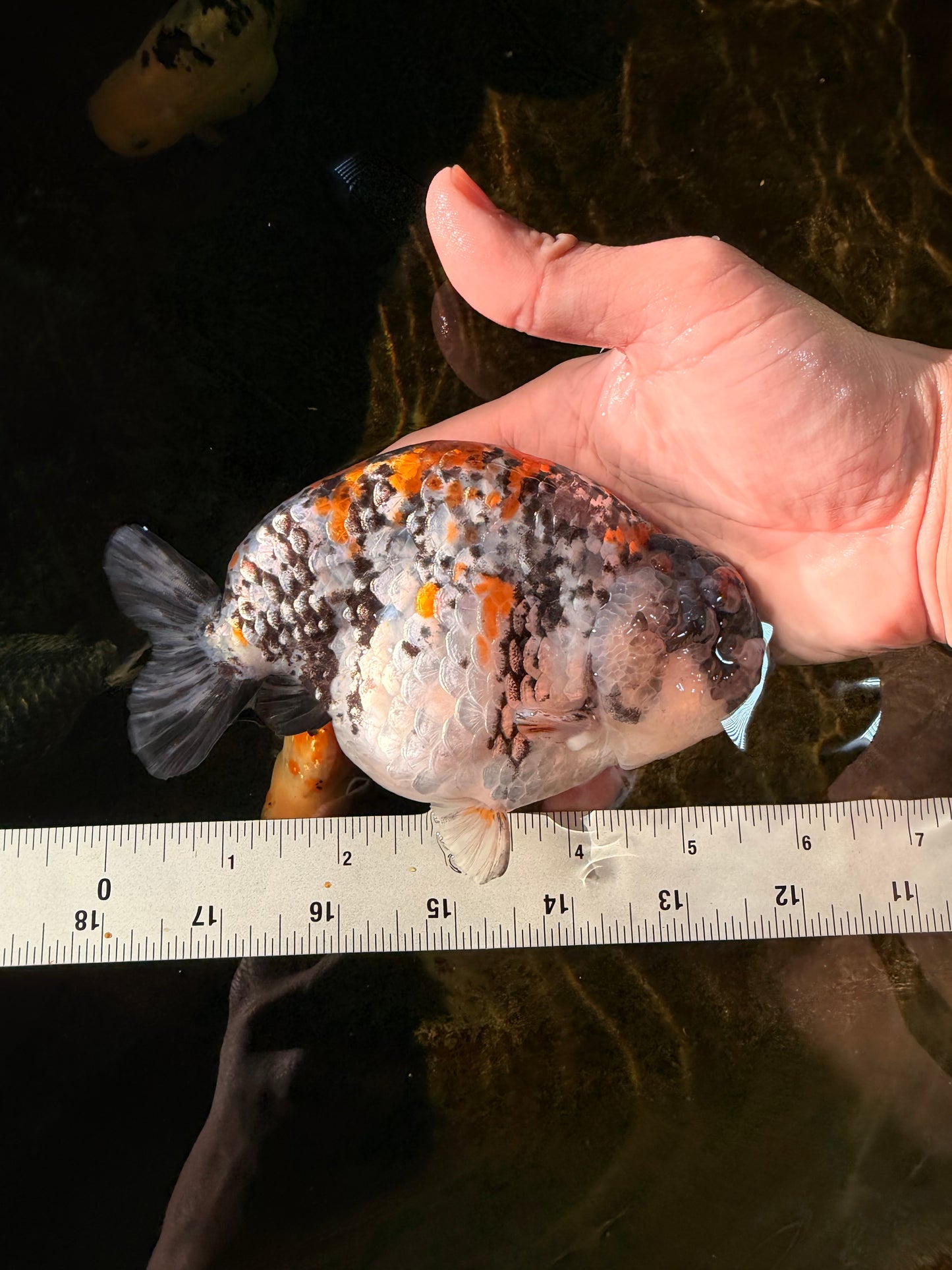 A Grade Tricolor Tiger LionKing Male 5.5 inches #102425LC_03