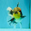 Marble Oranda Male 5.5 inches #080726OR_16