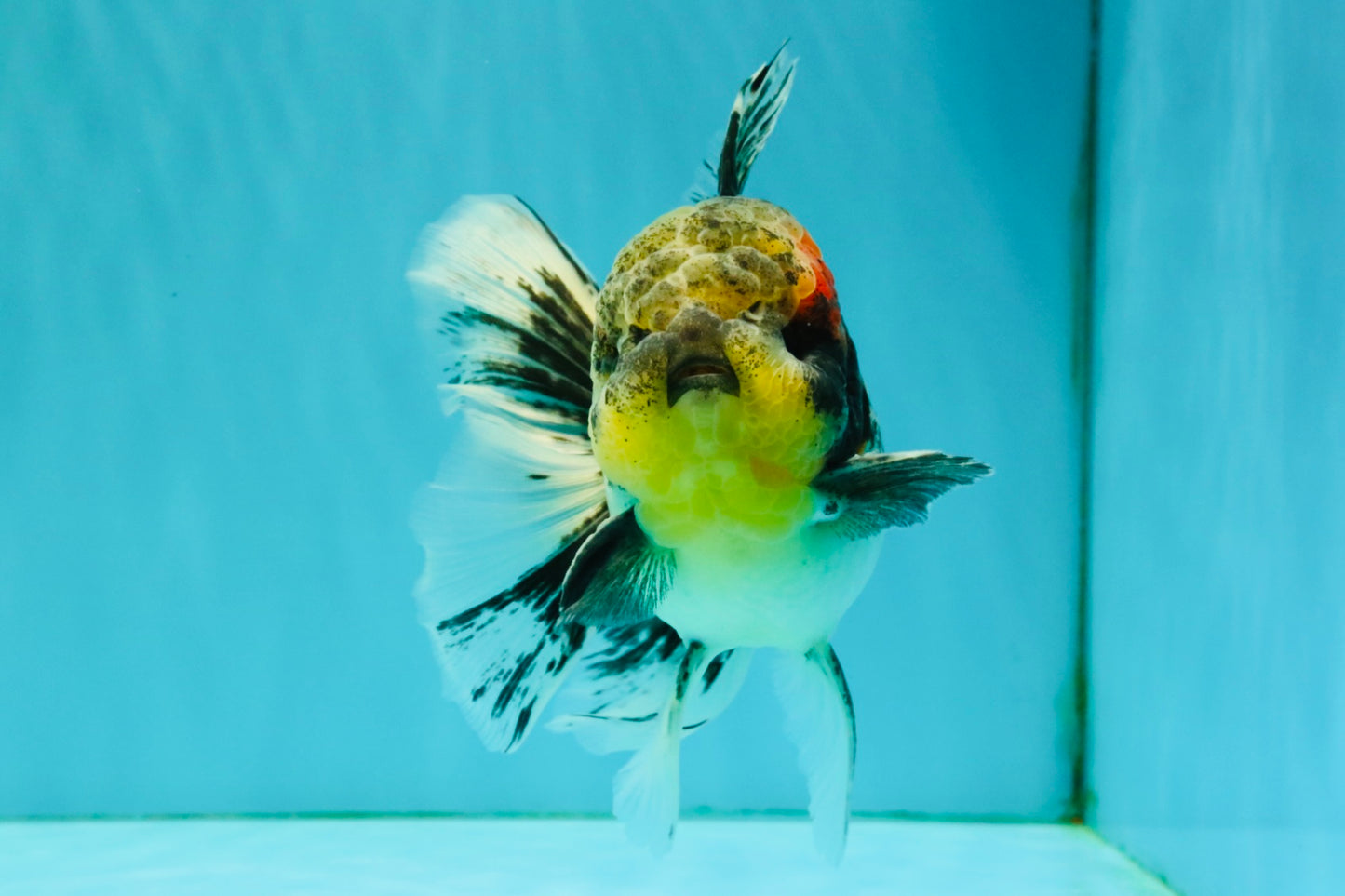 Marble Oranda Male 5.5 inches #080726OR_16