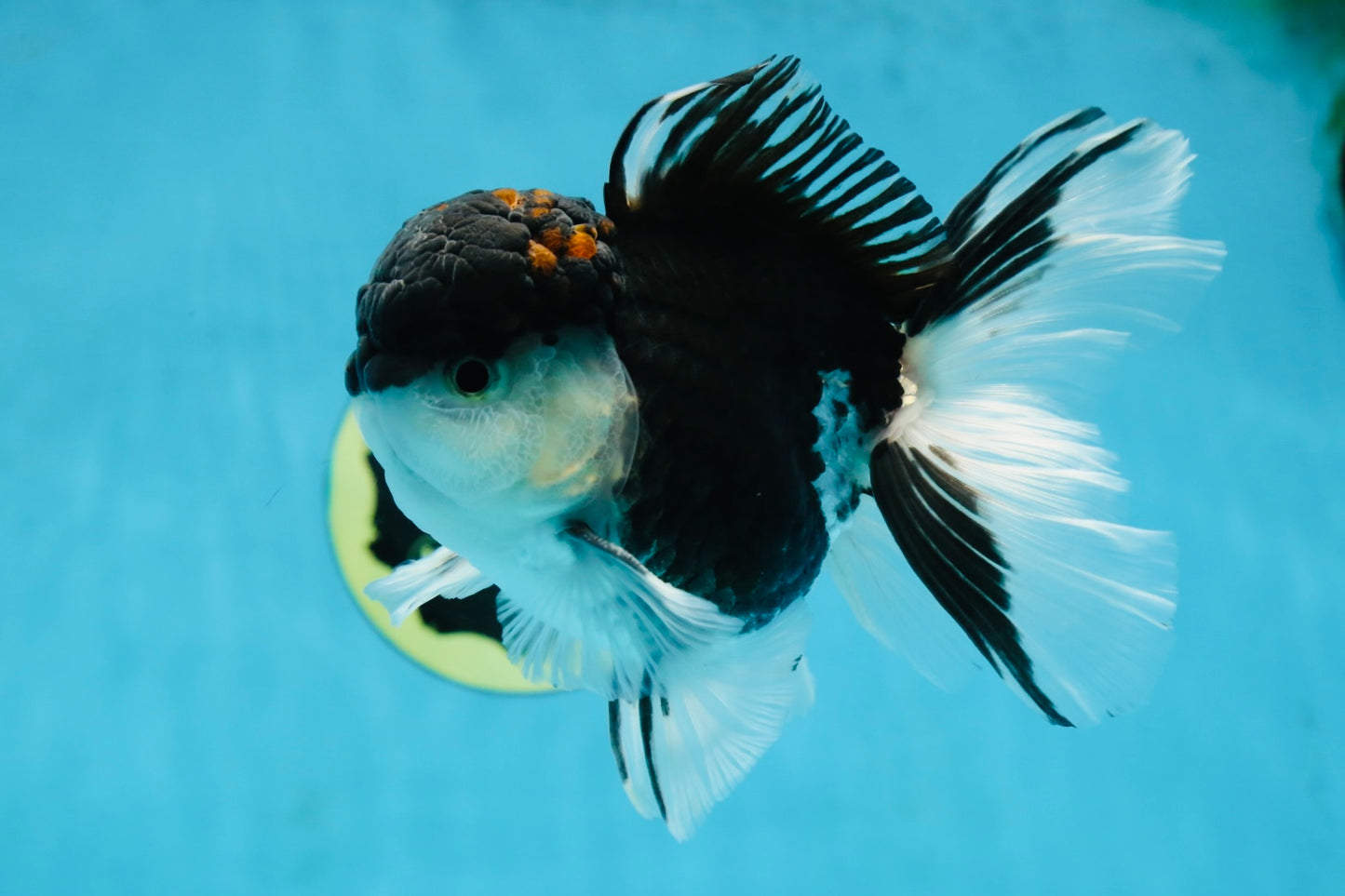 A Grade Tricolor Oranda Male 5-5.5 inches #062725OR_19