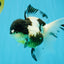 BATMAN Panda Oranda Female 5.5 inches #041026OR_09