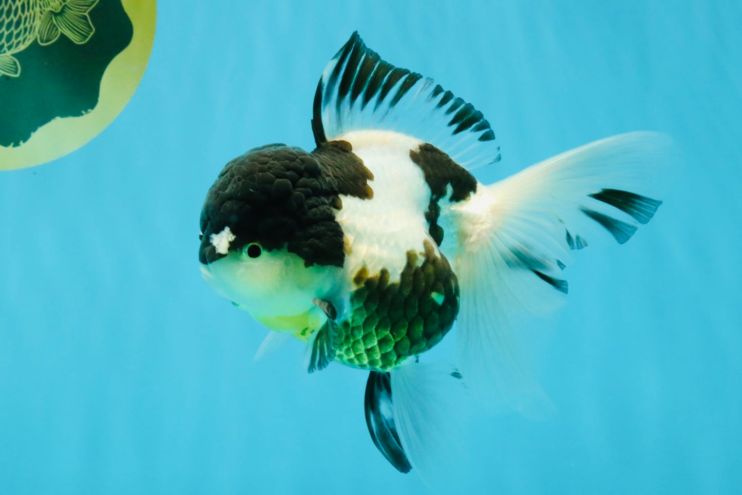 BATMAN Panda Oranda Female 5.5 inches #041026OR_09