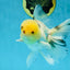 A Grade Panda Oranda Male 5 inches #052325OR_03